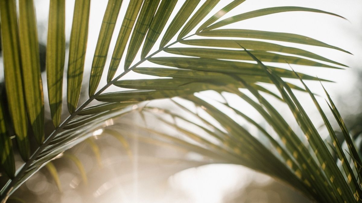 Palm Sunday of the Passion of the Lord