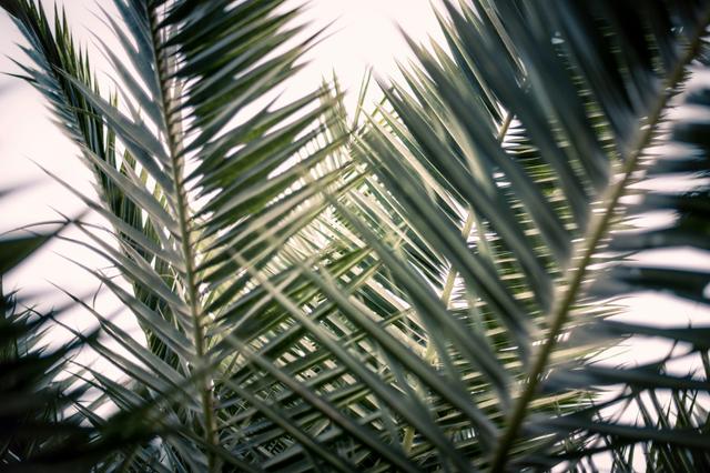 Palm Sunday of the Passion of the Lord