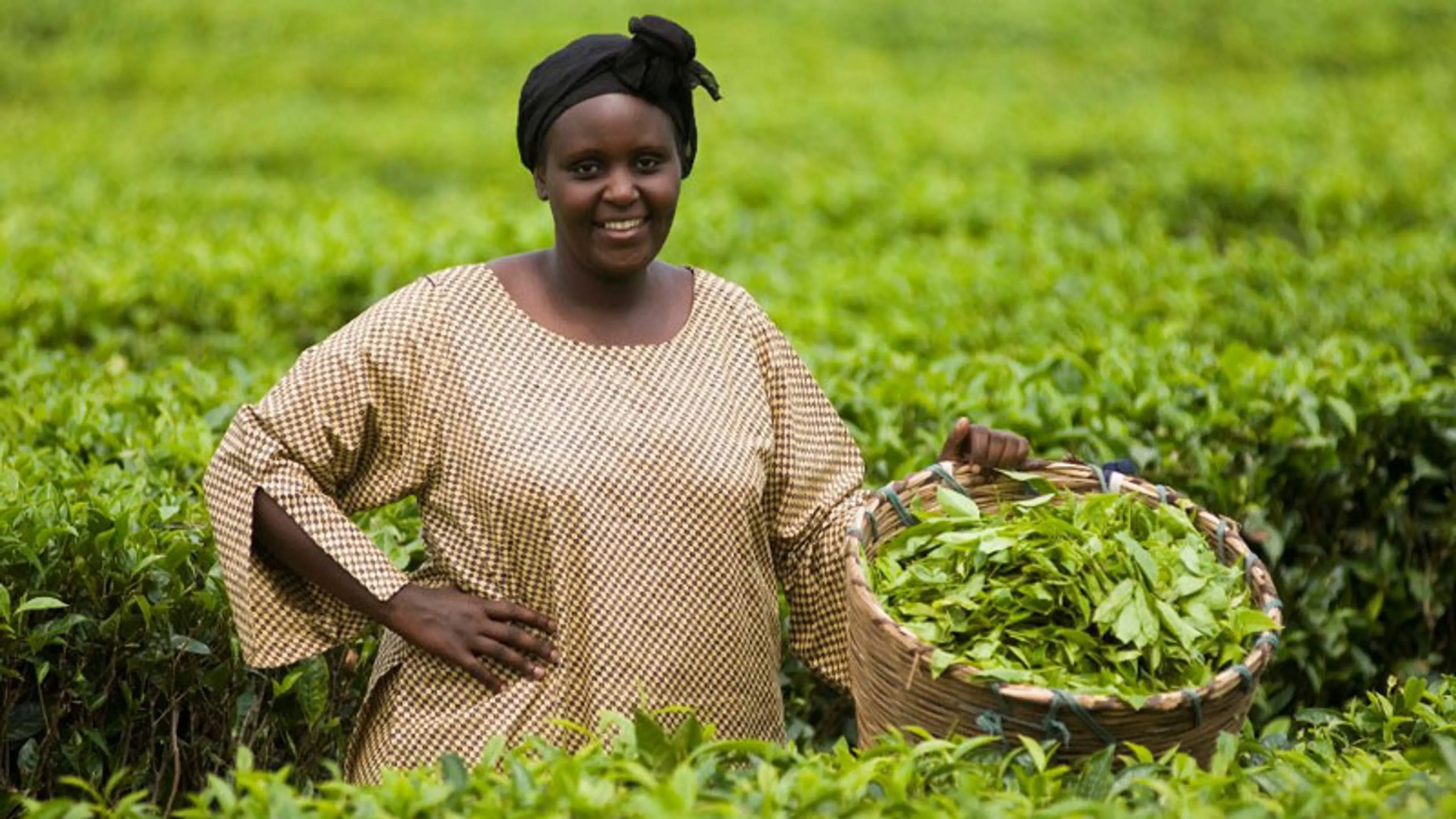 Fairtrade tea farmer