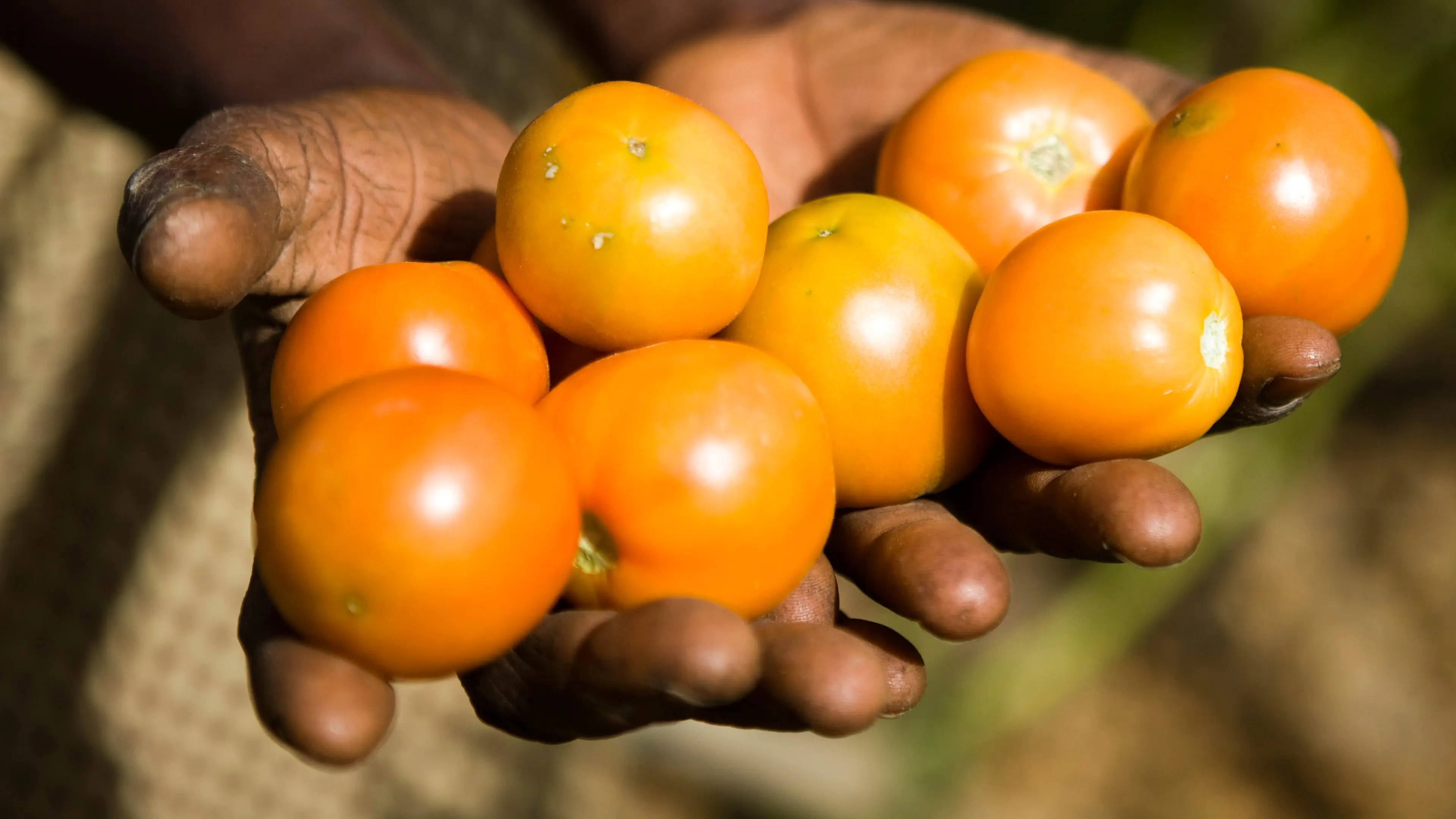 Zambia - tomatoes