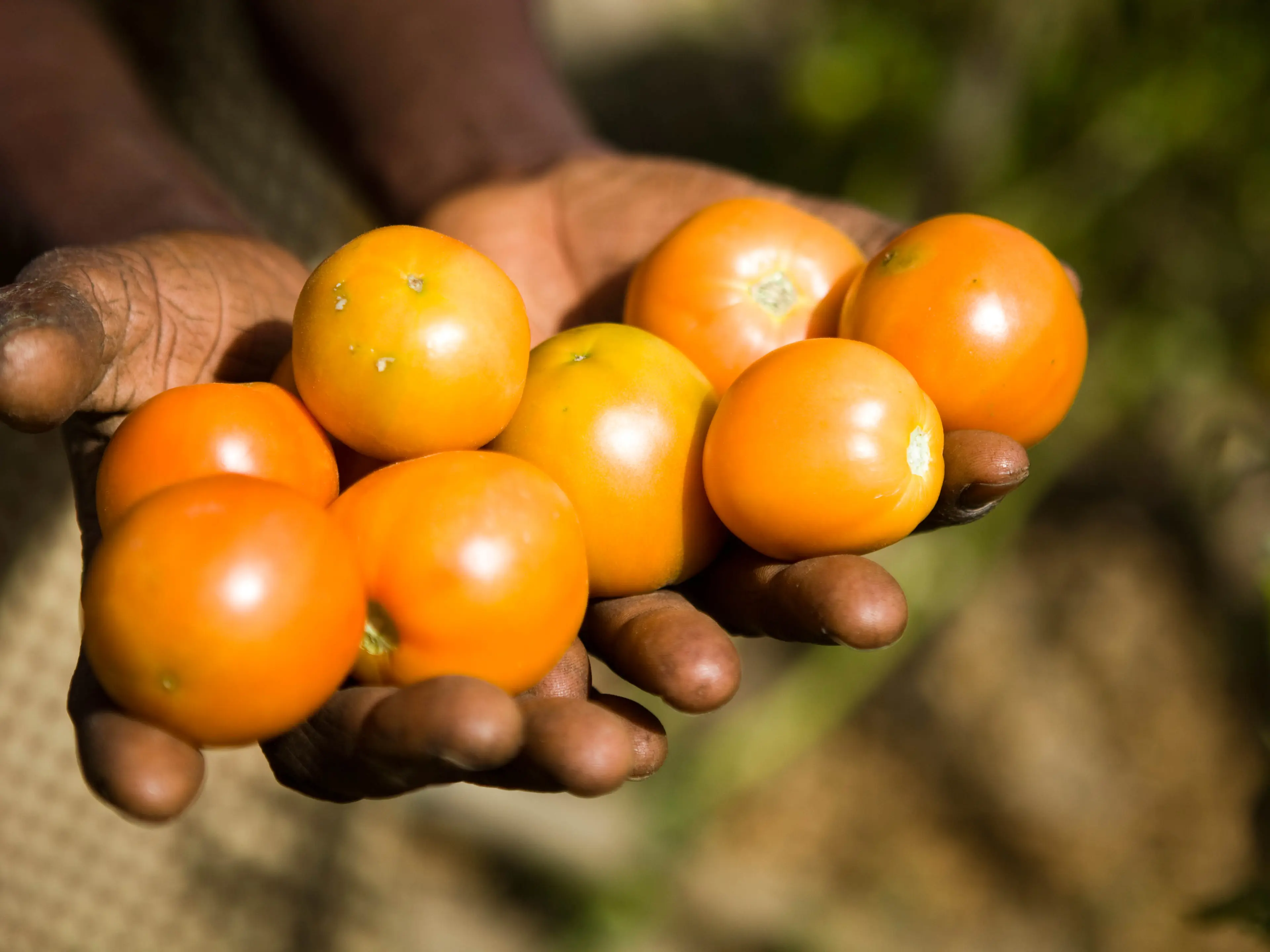 Zambia - tomatoes